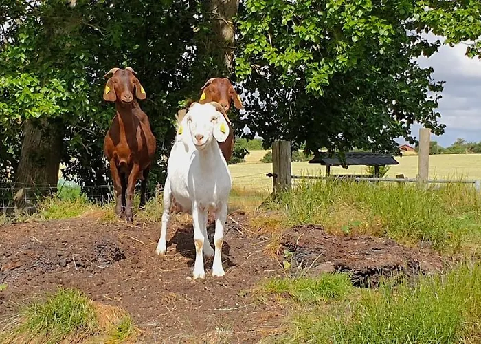 Farmors Hus מלון דירות Rude (Sjaelland og Oerne)